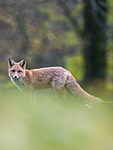 BB 14 0065 / Vulpes vulpes / Rødrev